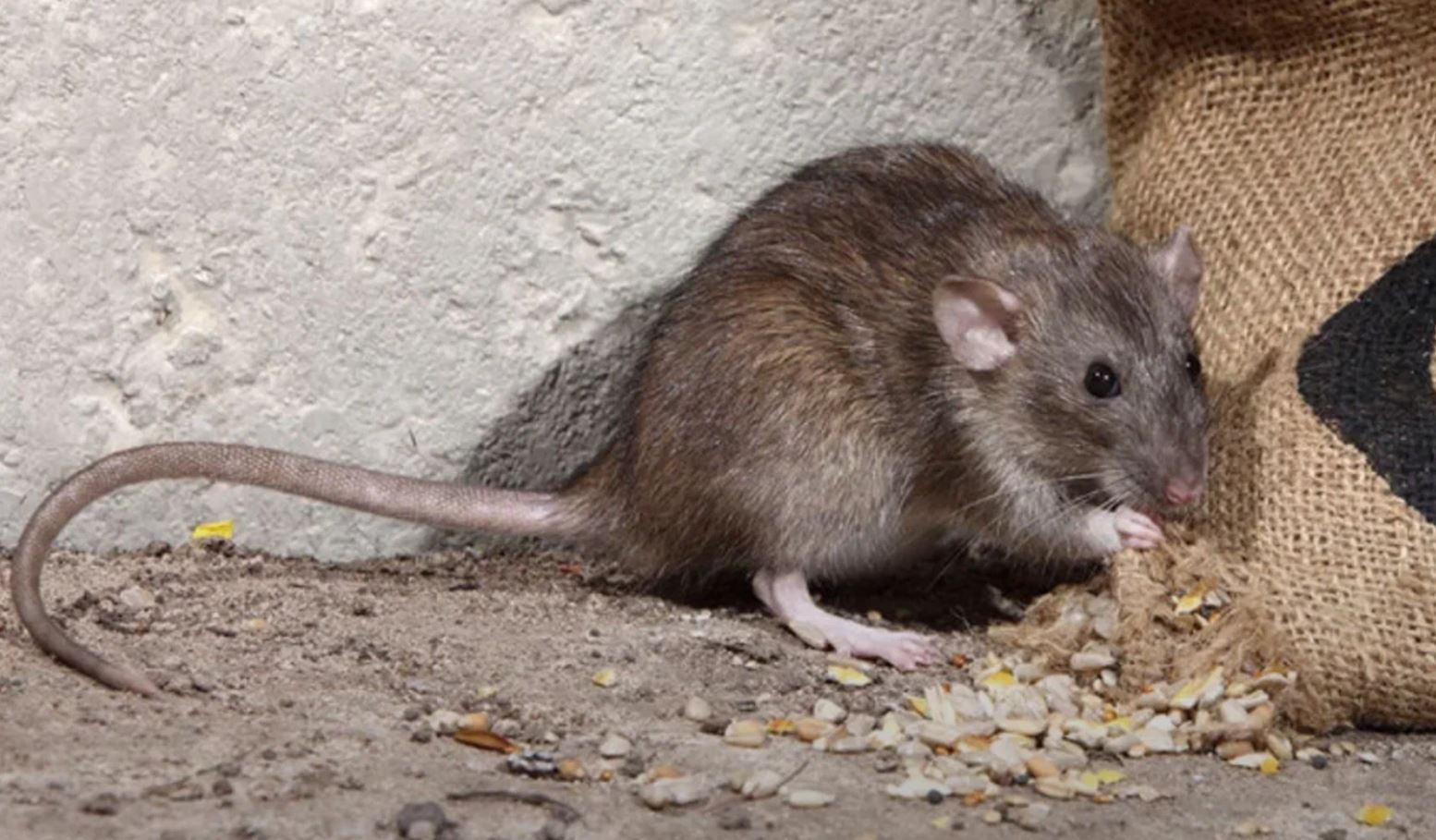 фото: Профессиональная дератизация в селе Московской области Черкизово: <br/>+7-909-173-42-96