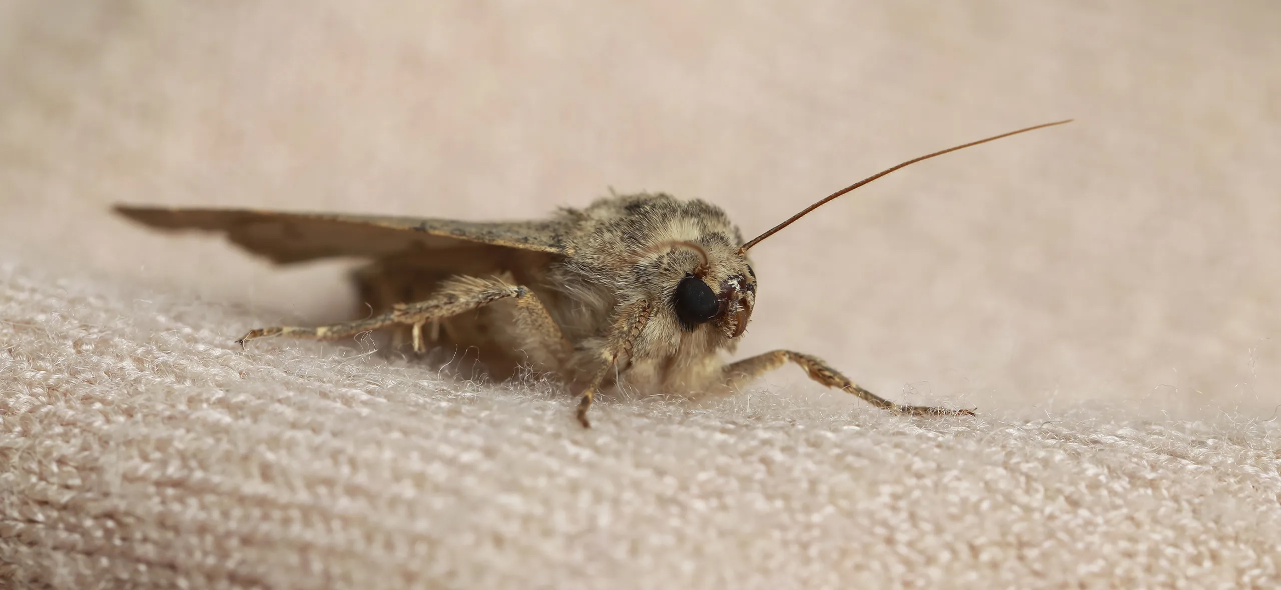 фото: Профессиональная обработка от моли в селе Московской области Черкизово: <br/>+7-909-173-42-96